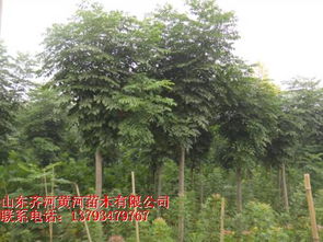 黃河園林的綠色使命 探索日照綠化苗木的生態(tài)與產(chǎn)業(yè)價值