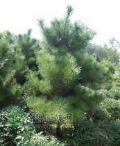 綠化苗木產(chǎn)品 苗木圖片信息106詳解與應用指南